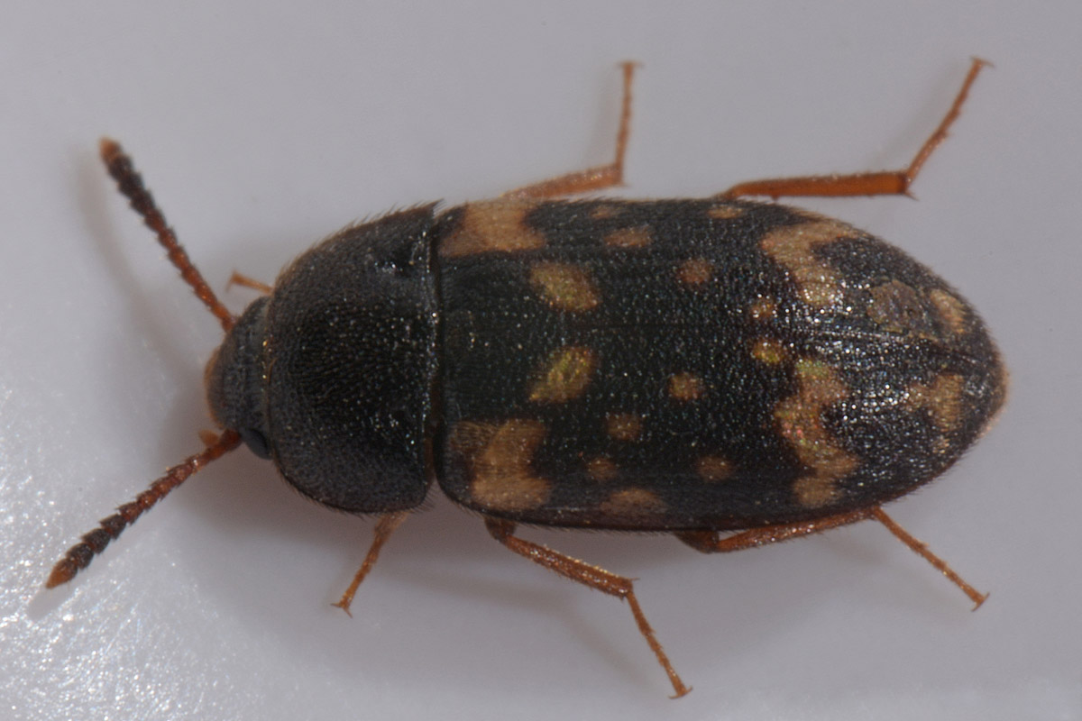 Mycetophagidae: Mycetophagus atomarius? Sì.